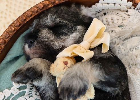 Schnuazer Puppy For Sale