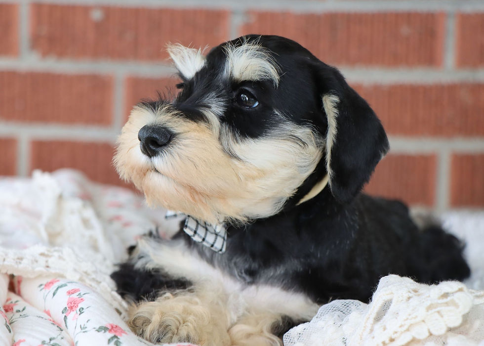 Thumbnail: Miniature Schnazuer Puppy For Sale 