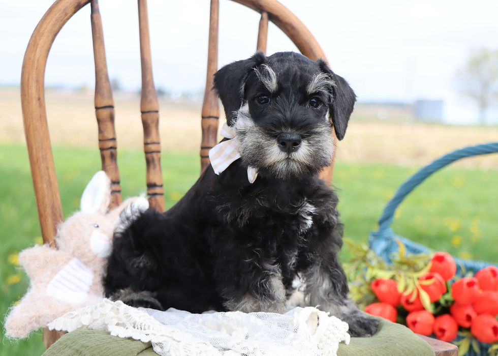 Thumbnail: Mini schnauzer puppy for sale