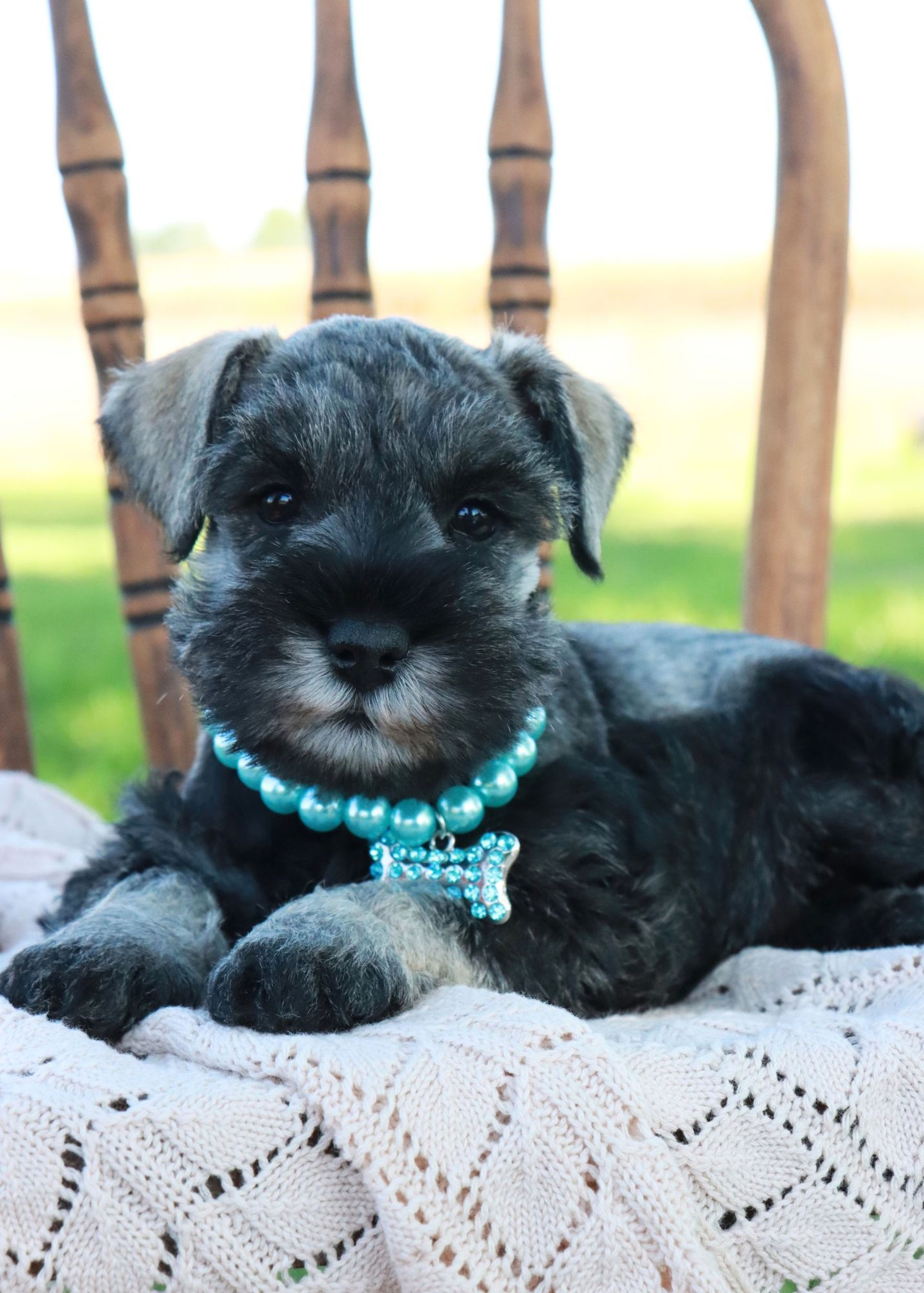 Miniature Schnauzer Puppy For Sale In Indiana