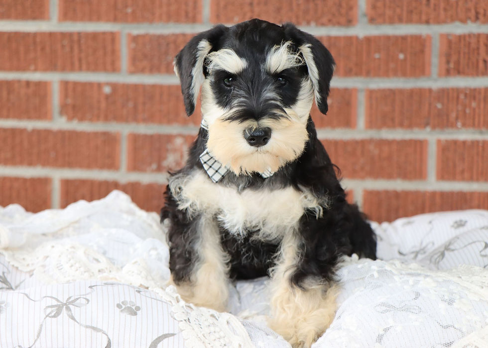 Thumbnail: Miniature Schnazuer Puppy For Sale 