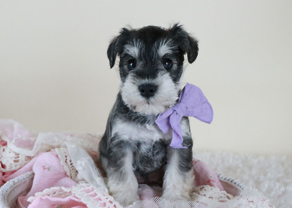 Thumbnail: Mini schnauzer puppy for sale