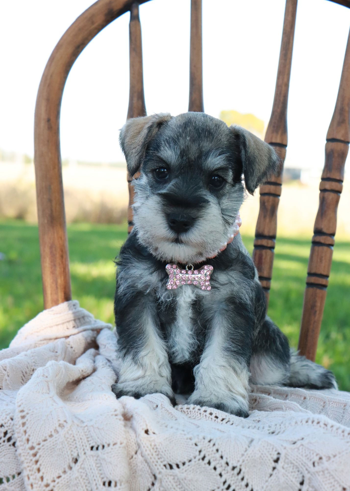 Miniature Schnauzer Puppy For Sale In Indiana