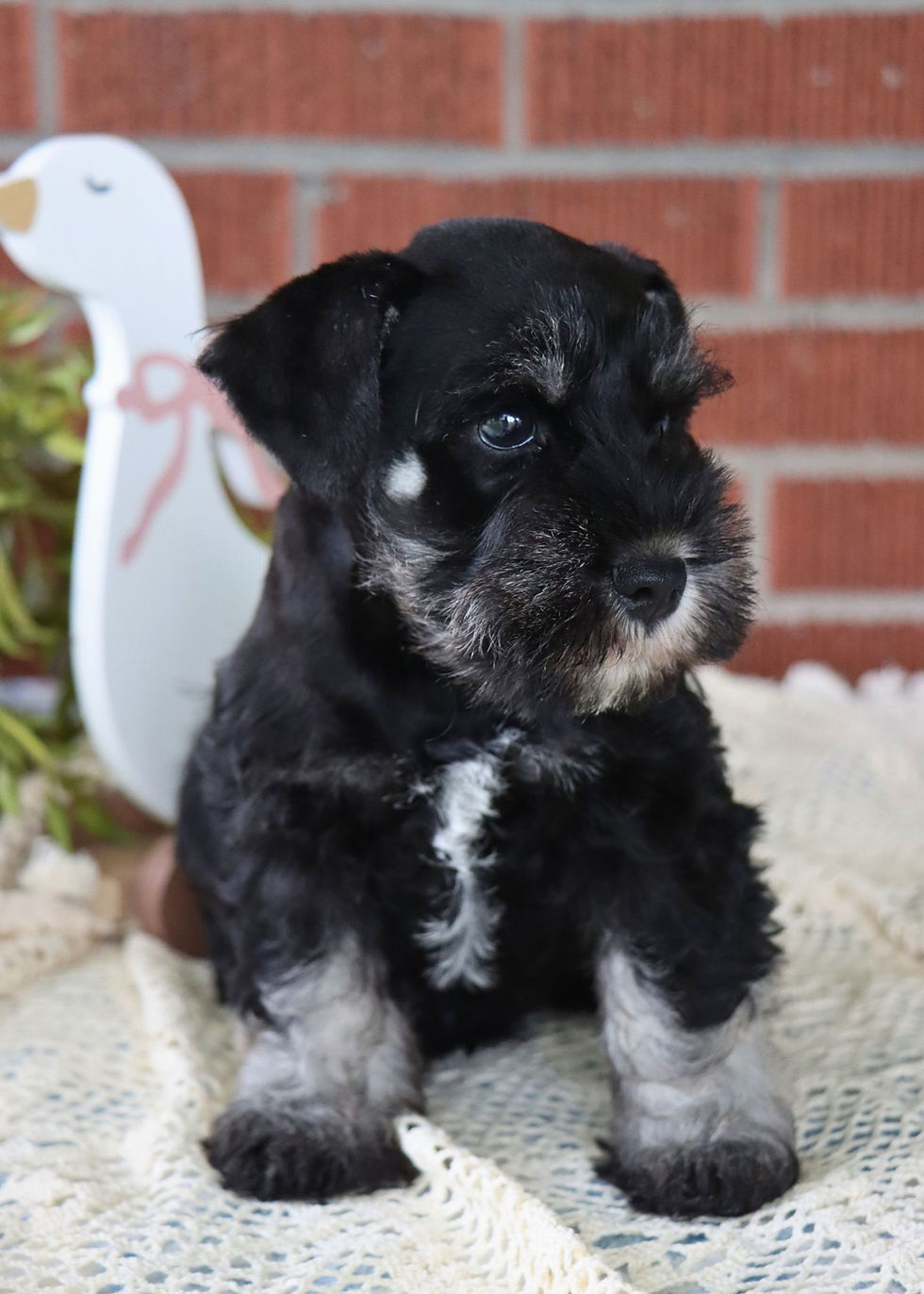 Thumbnail: Mini Schnauzer Puppy 