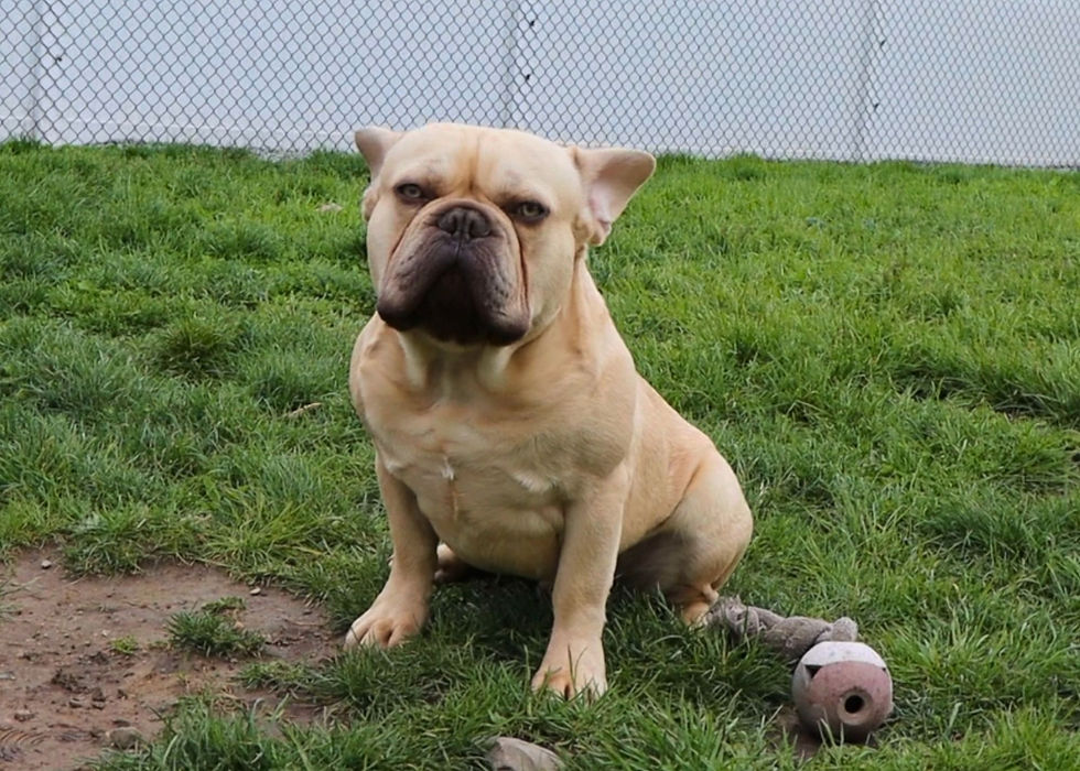 Thumbnail: Fawn French Bulldog Puppy For Sale 