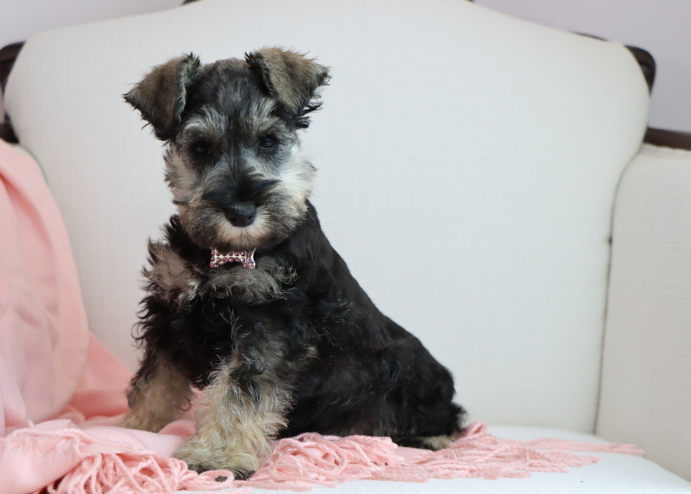 Thumbnail: Mini schnauzer puppy for sale