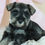 Thumbnail: Mini schnauzer puppy for sale