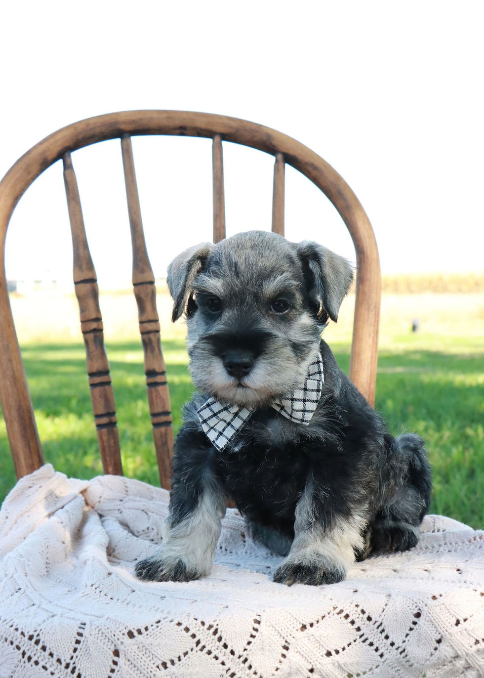 Thumbnail: Miniature Schnauzer Puppy For Sale In Indiana