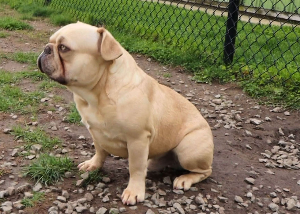 Thumbnail: Fawn French Bulldog Puppy For Sale 