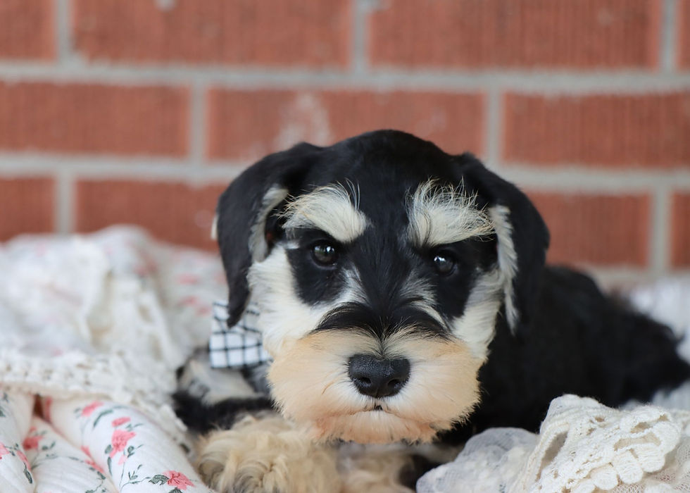 Thumbnail: Miniature Schnazuer Puppy For Sale 