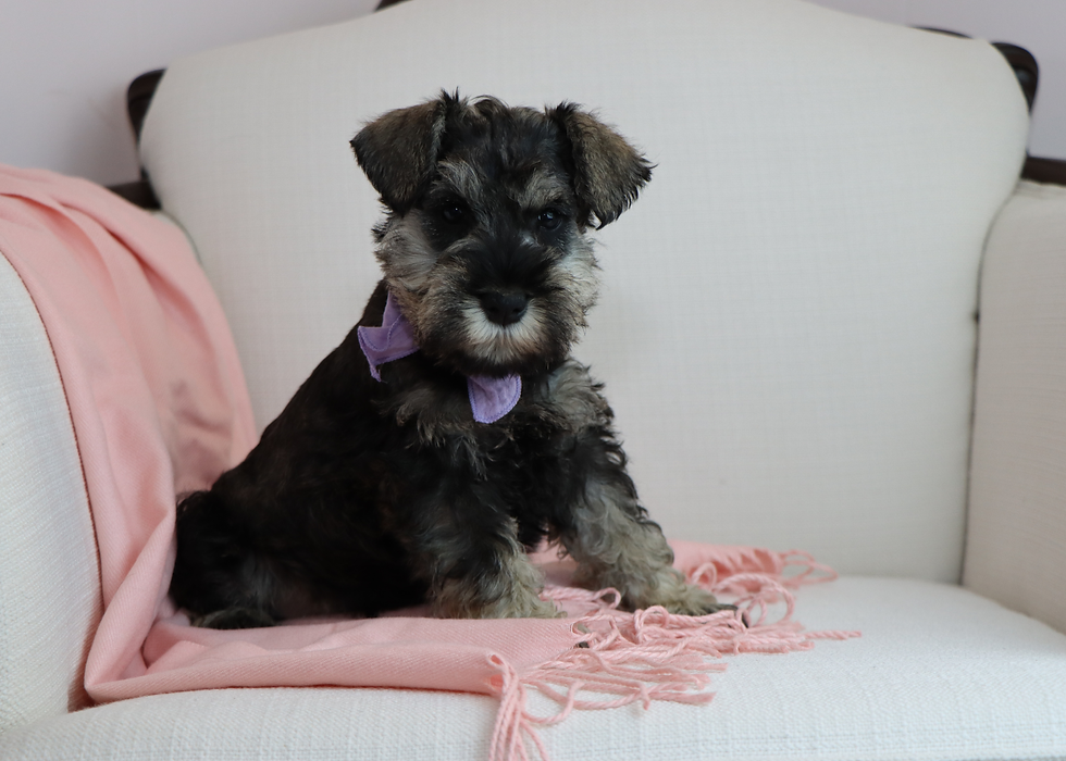 Thumbnail: Mini schnauzer puppy for sale