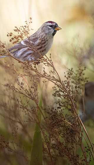 DSC_3922.jpg