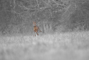 DSC_0491-2.jpg