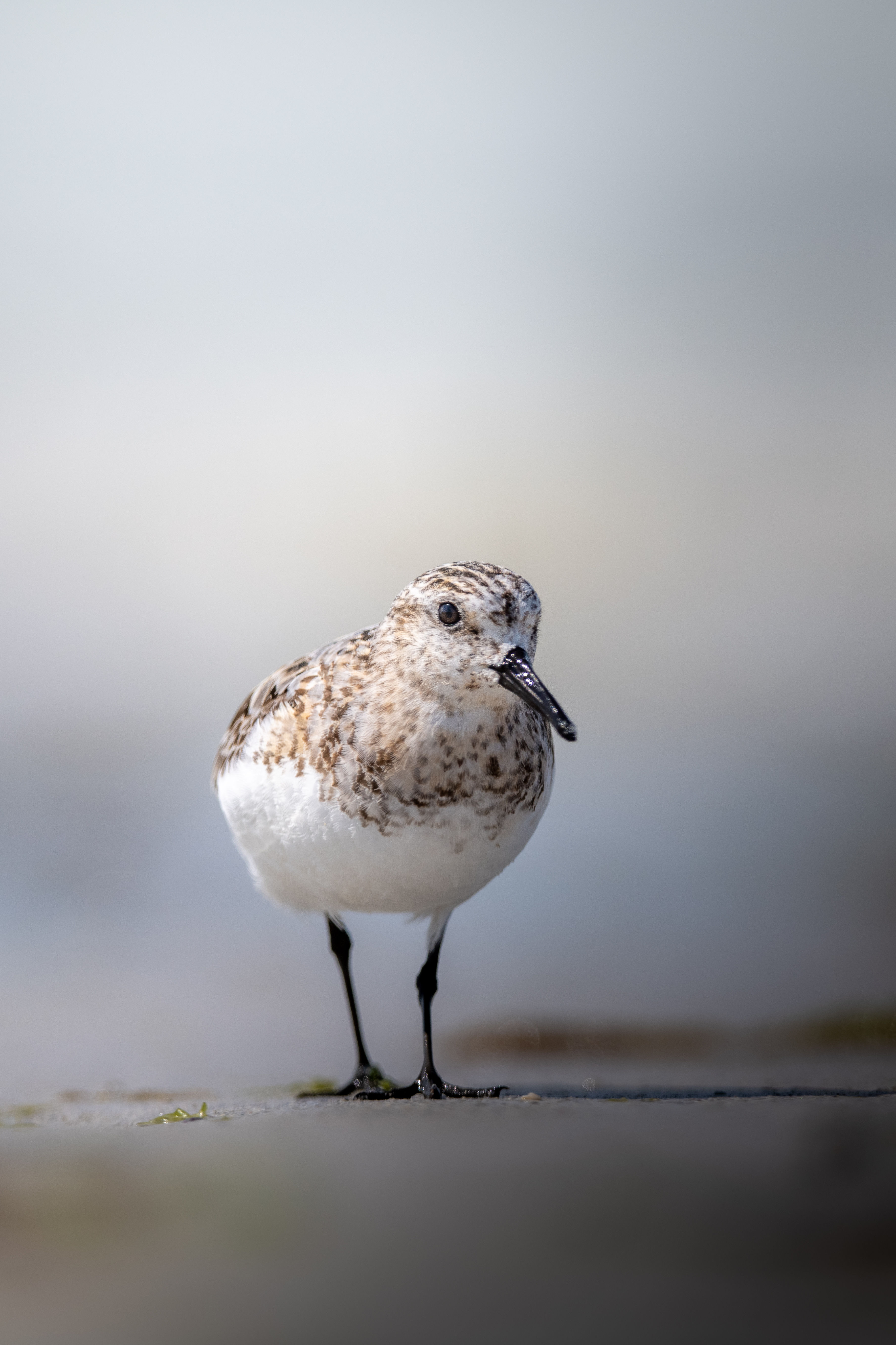 Fascinante rencontre