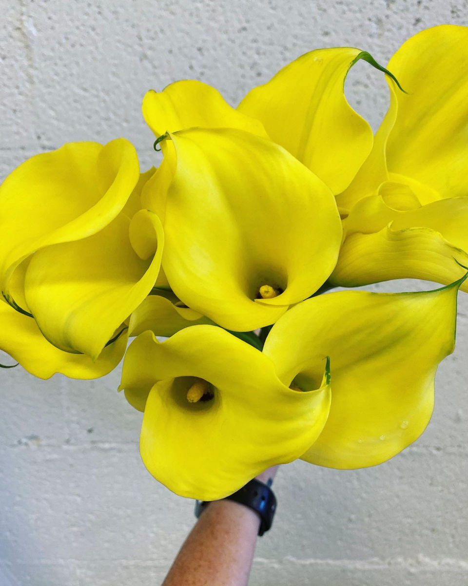 Desert Poppy, LLC