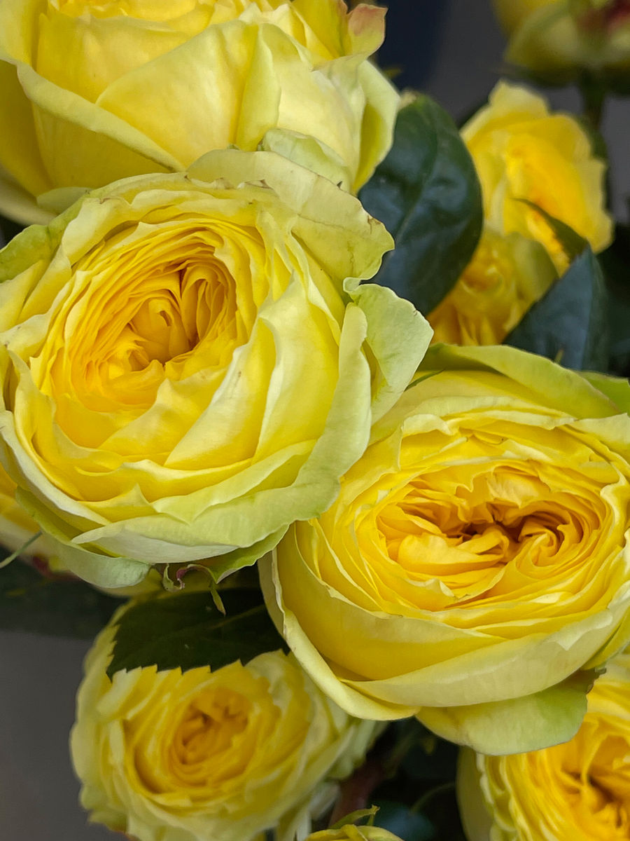Desert Poppy, LLC
