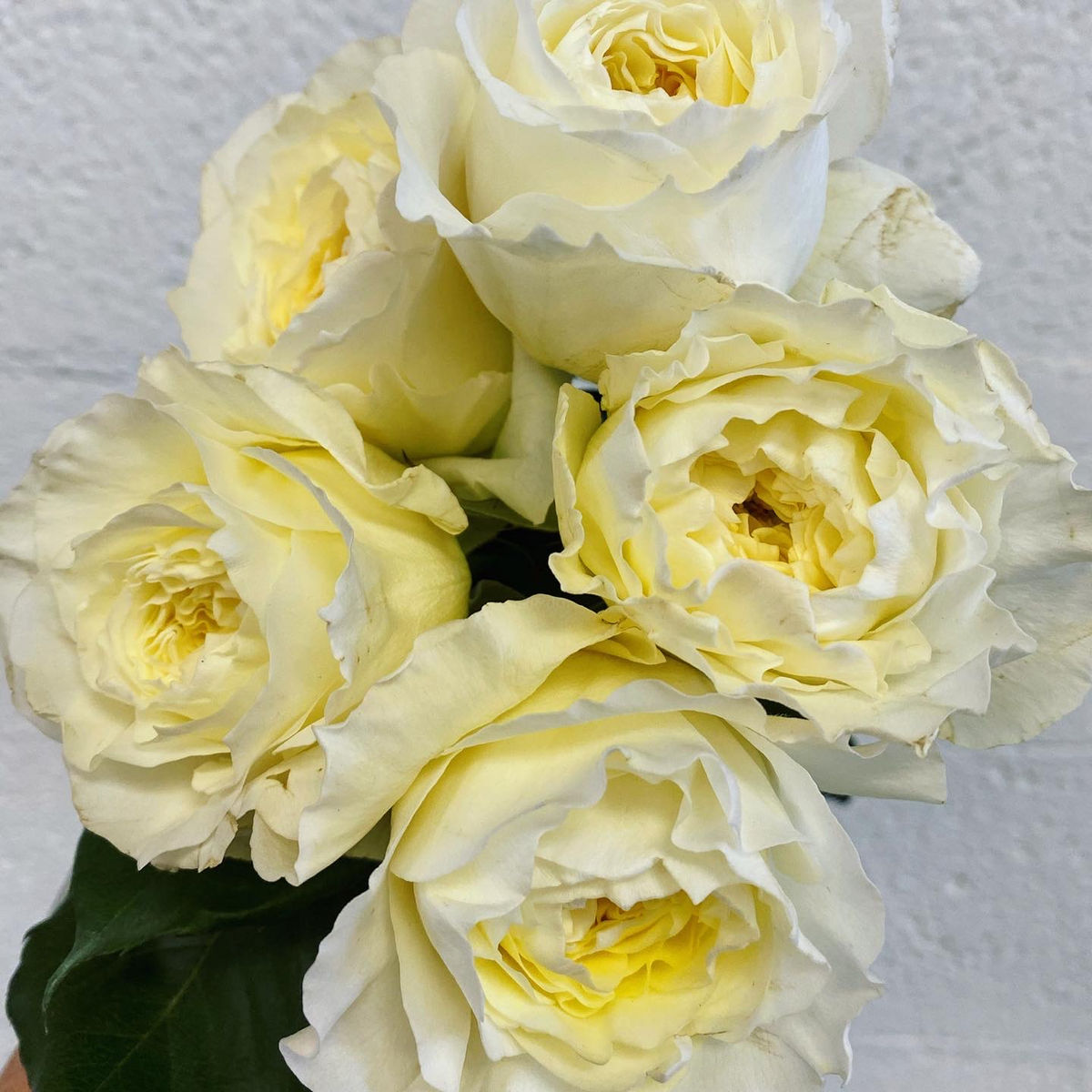 Desert Poppy, LLC