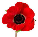 RedPoppy.jpeg