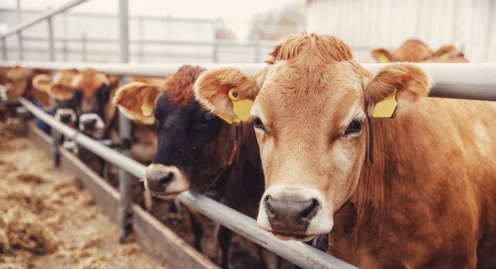 Cattle_Small.png