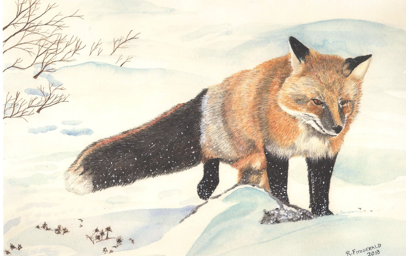 “Brosha's Fox” (2013) 14” X 21” original watercolour painting