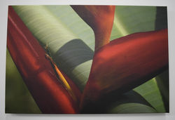 Heliconia II