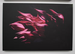 Bleeding Heart
