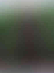 a man wears brown jacket and pants against a backdrop of green reeds