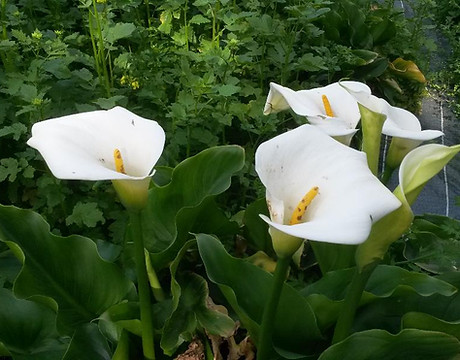 Calla Lily