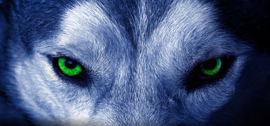 wolf1.jpg