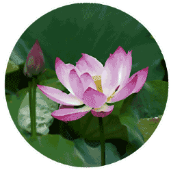 Lotus, symbool van yoga