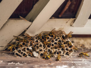 Spring Pest Control: Why Now is the Perfect Time to Protect Your Home