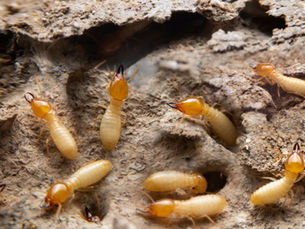 Why Regular Termite Inspections Are Crucial: Spring and Summer Are Prime Times