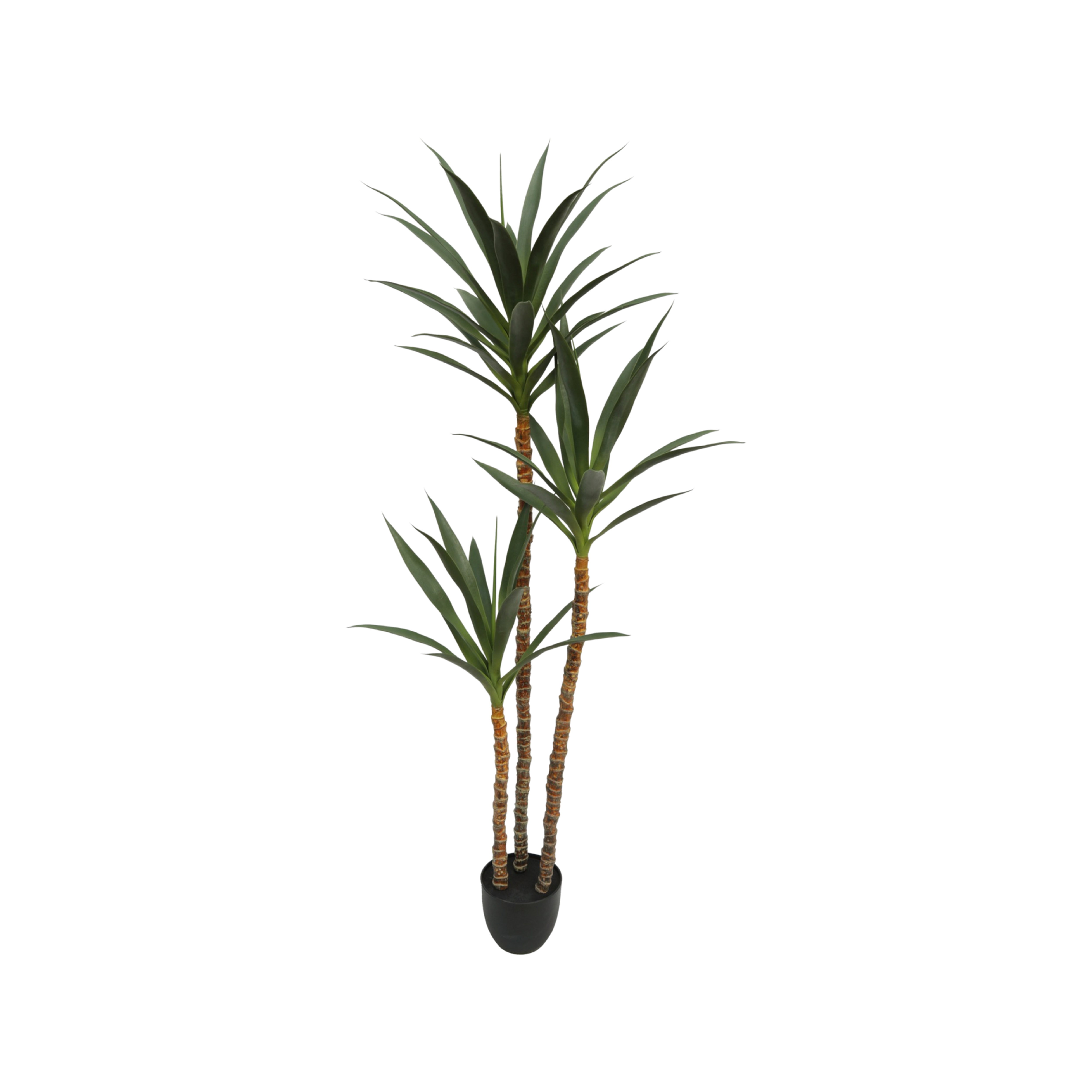 Yucca Gloriosa