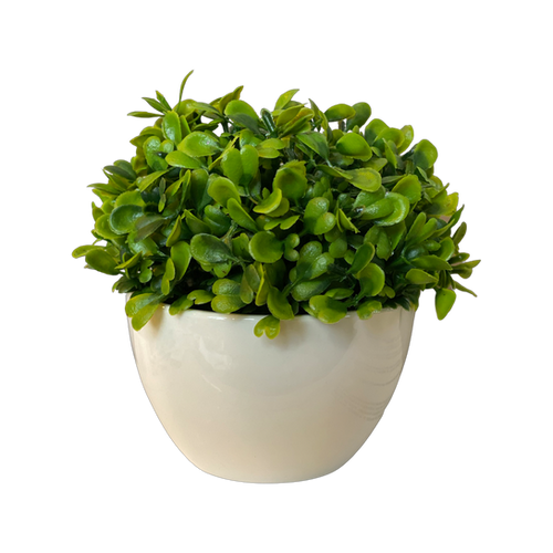 Mini Arrayan Verde | EKO HAUS