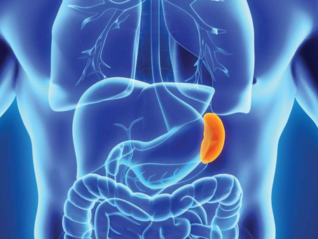 The Unsung Hero of Your Body: Why the Spleen Deserves More Attention in Your Health Routine