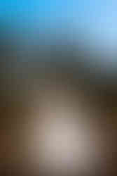 Steven and Jodie wedding portraits at RHS Wisley Gardens