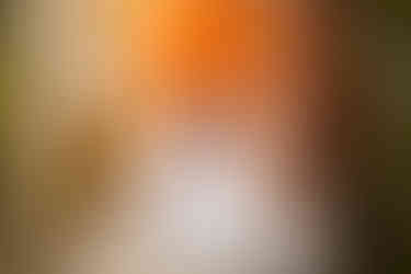 Golden hour wedding portrait in gardens at Cheshunt Register Office, Hertfordshire