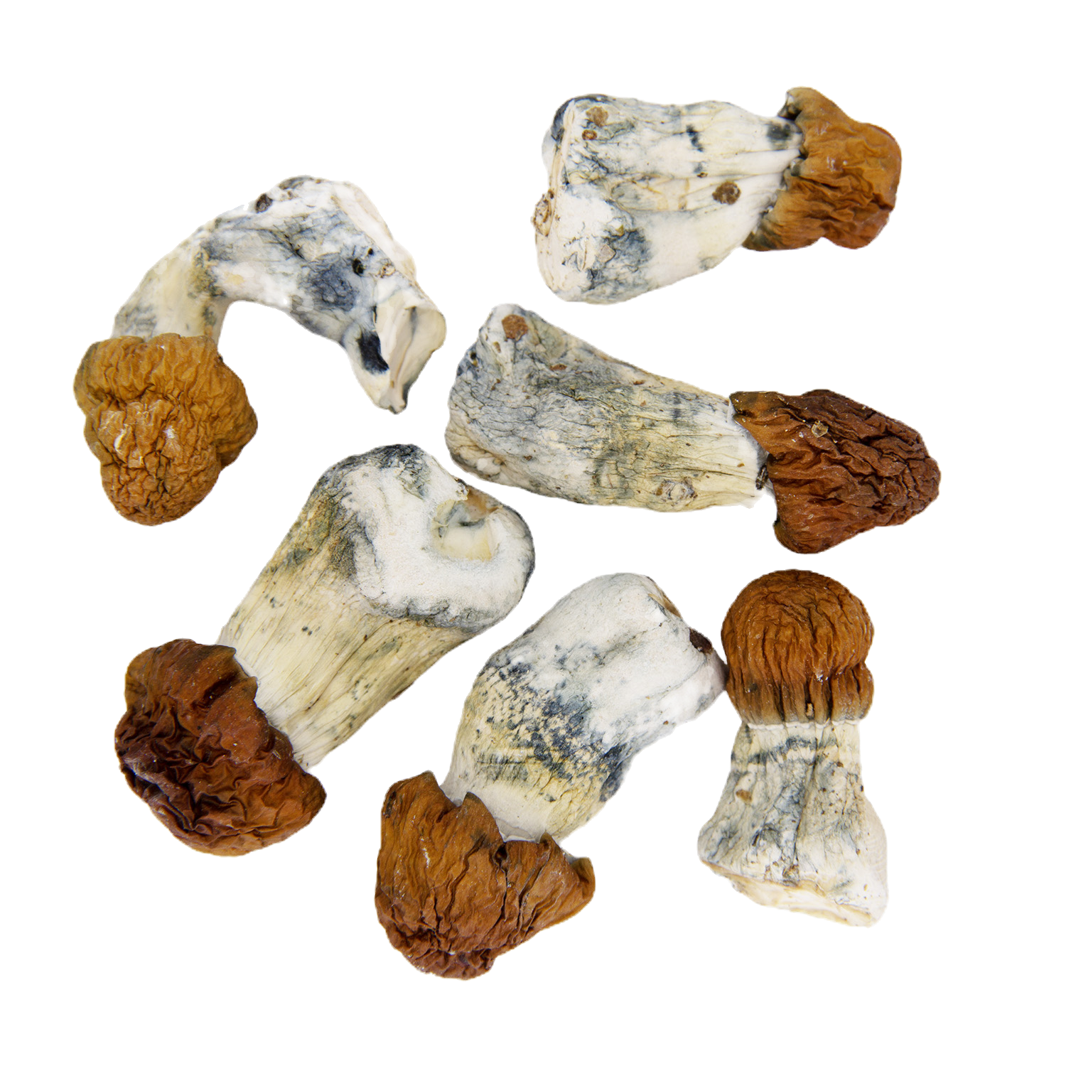 Avalanche Shrooms