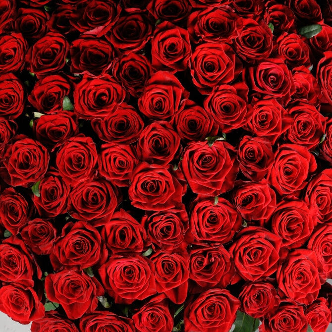 Küçük resim: 101 Kırmızı Güller