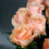 Thumbnail: 15 Sparkling Orange Creamy Roses
