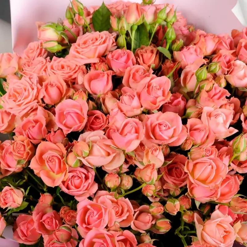 Küçük resim: 25 Sprey Pembe Vanessa Güller