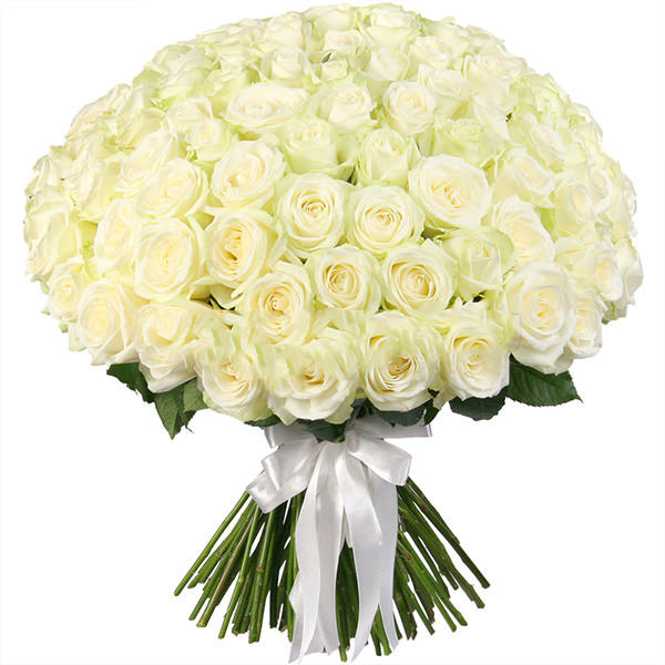 Küçük resim: 101 Beyaz Güller