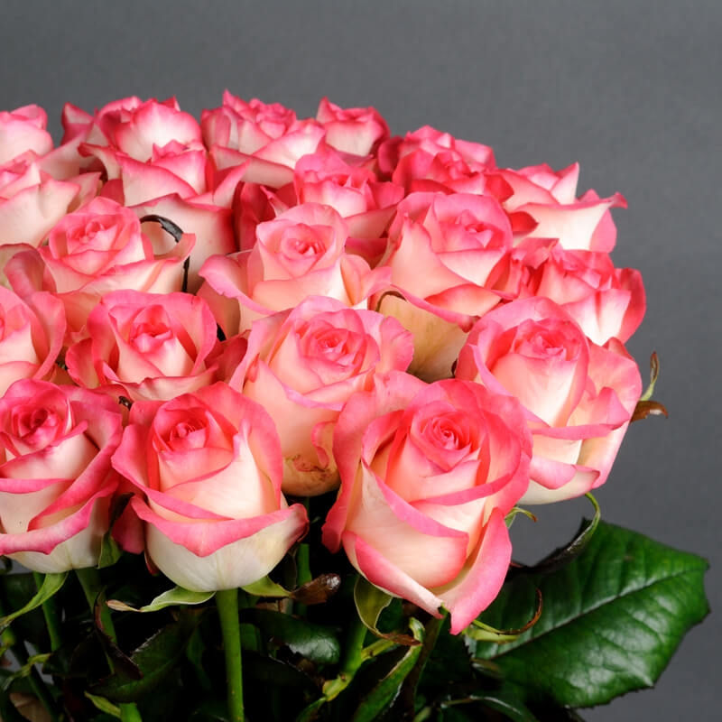 Küçük resim: 25 Jumilia Güller