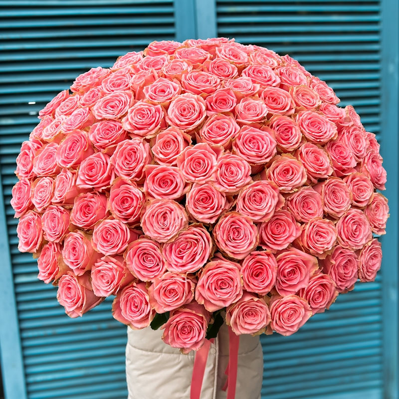 Küçük resim: 101 Pembe Güller