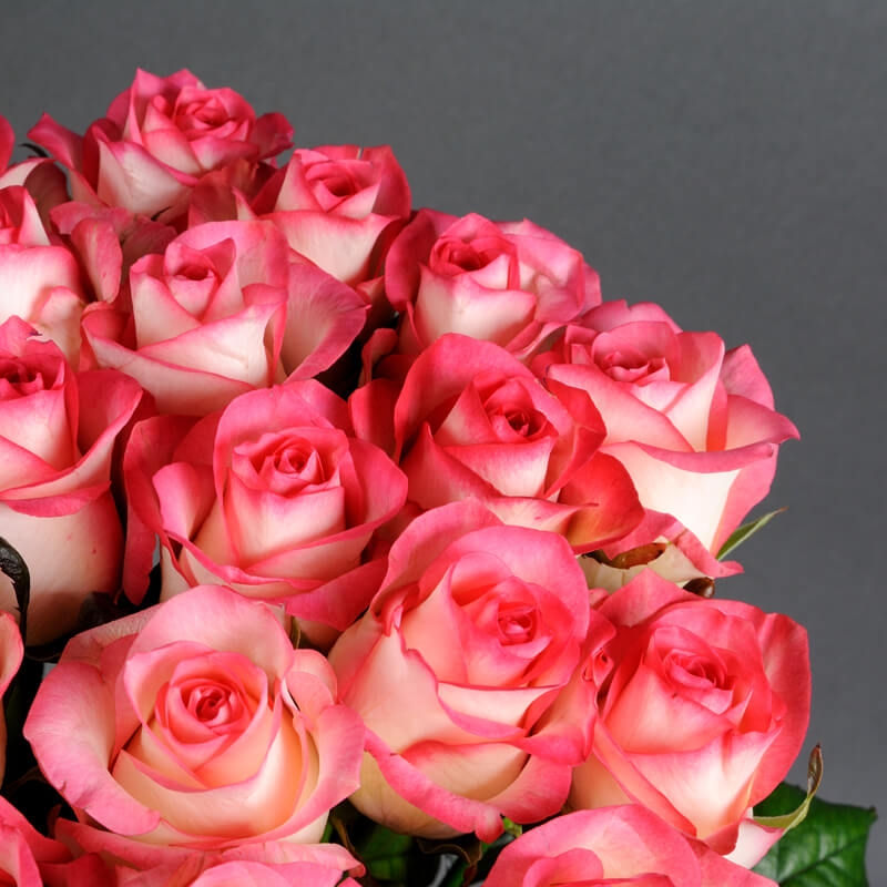 Küçük resim: 25 Jumilia Güller