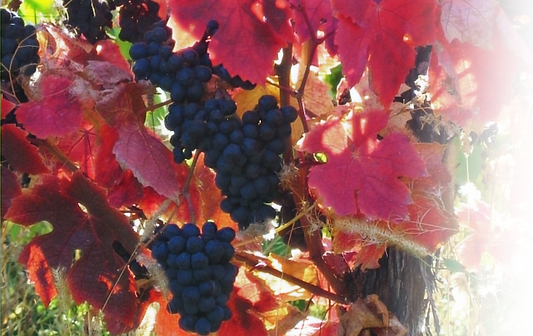 Herbst_transp_2_edited.png