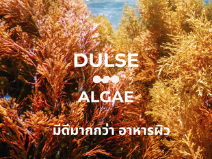 มหัศจรรย์ สาหร่ายดุลซ์สีแดง (Dulse) 🪸   ตัวช่วยมากกว่าความงาม