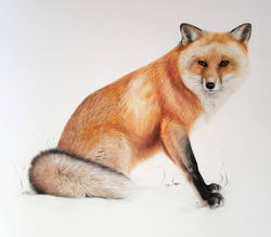 Winter Fox