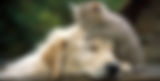 unexpected-companions-cat-dog copy.jpg