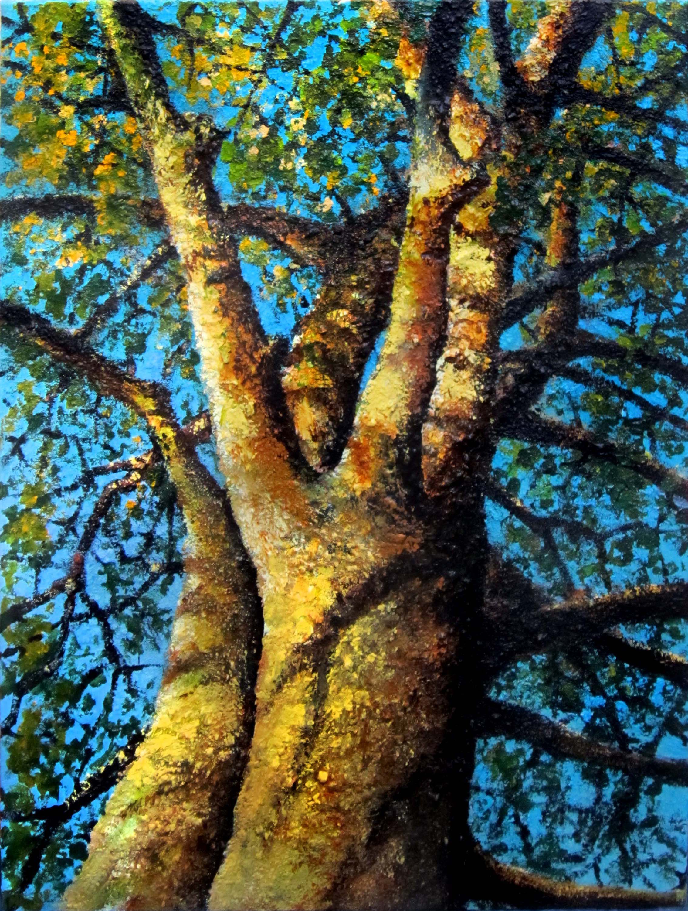 Sycamore 1
